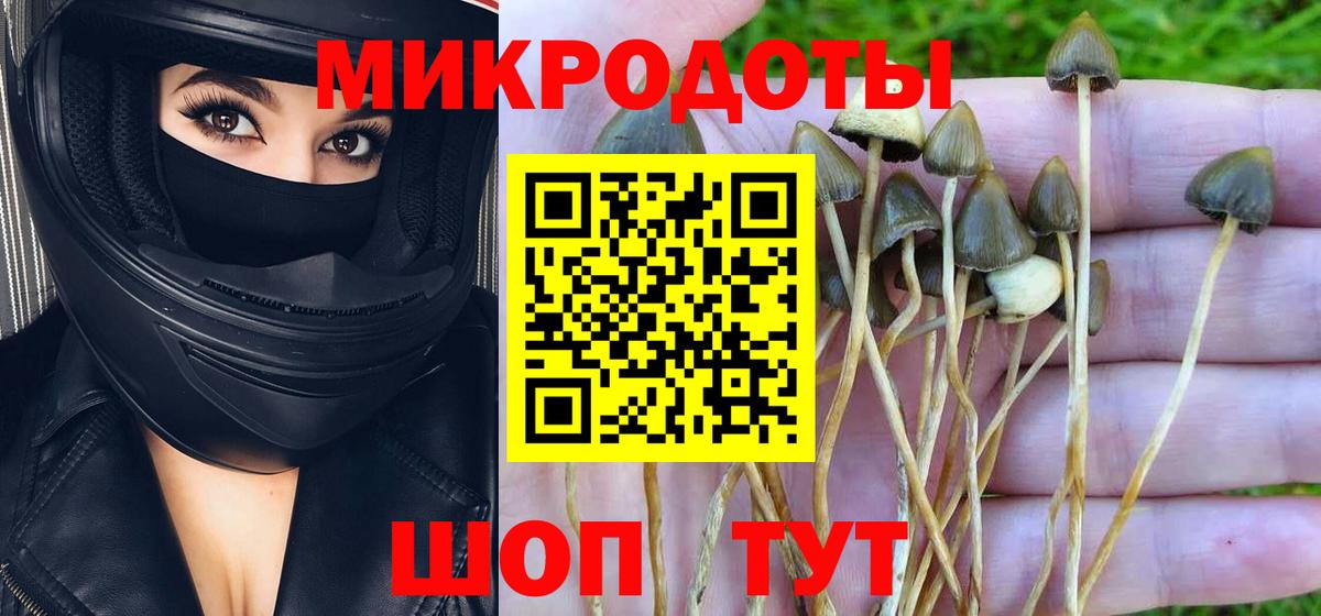 Псилоцибиновые грибы Cubensis Киселёвск